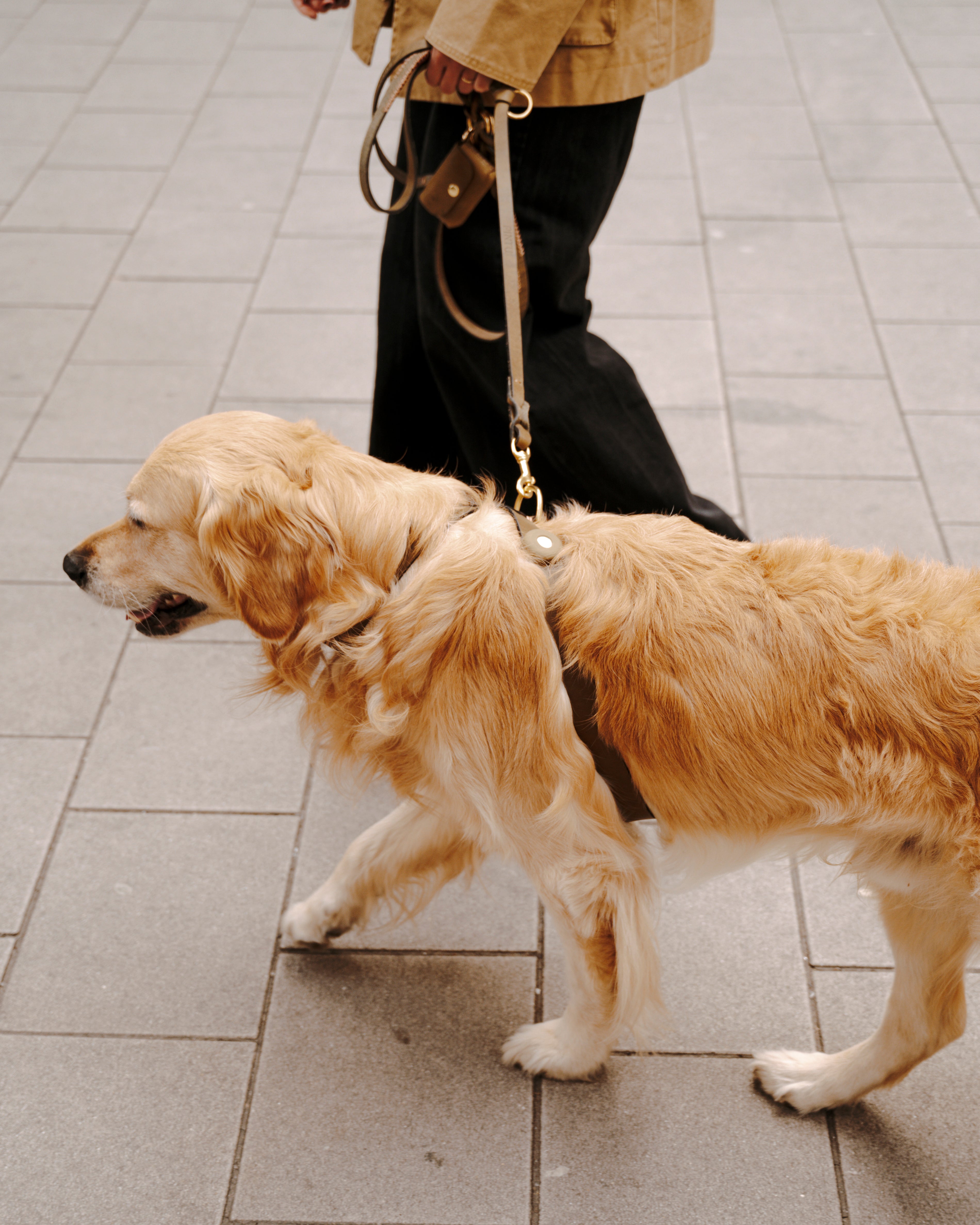 Dog Leash Lumas Adjustable - Olive