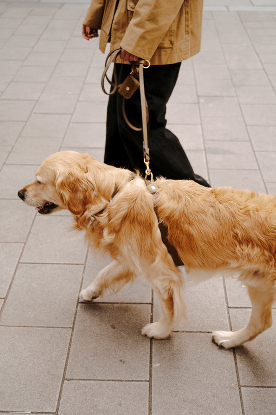 Dog Leash Lumas Adjustable - Olive