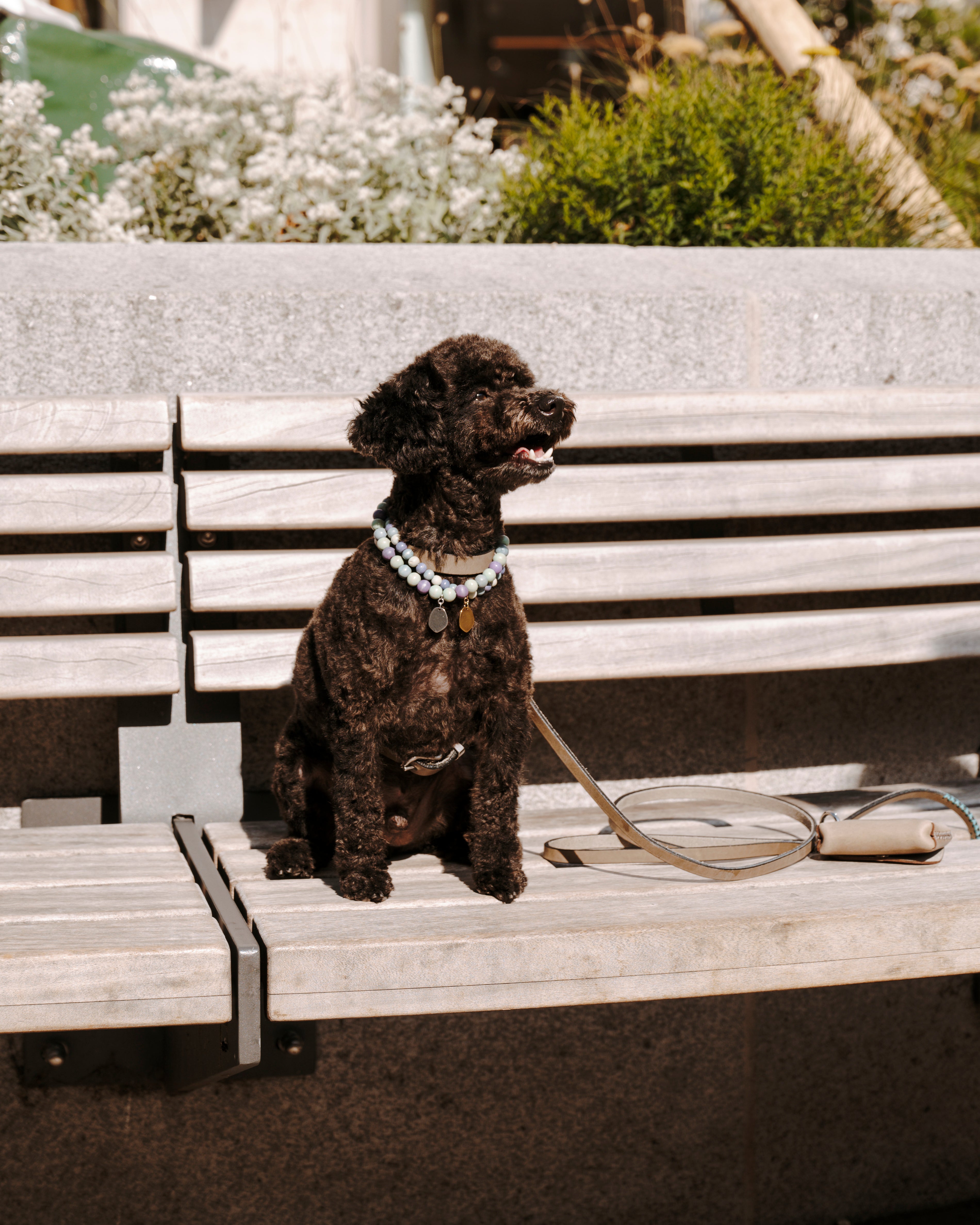 Dog Leash Lumas - Grey