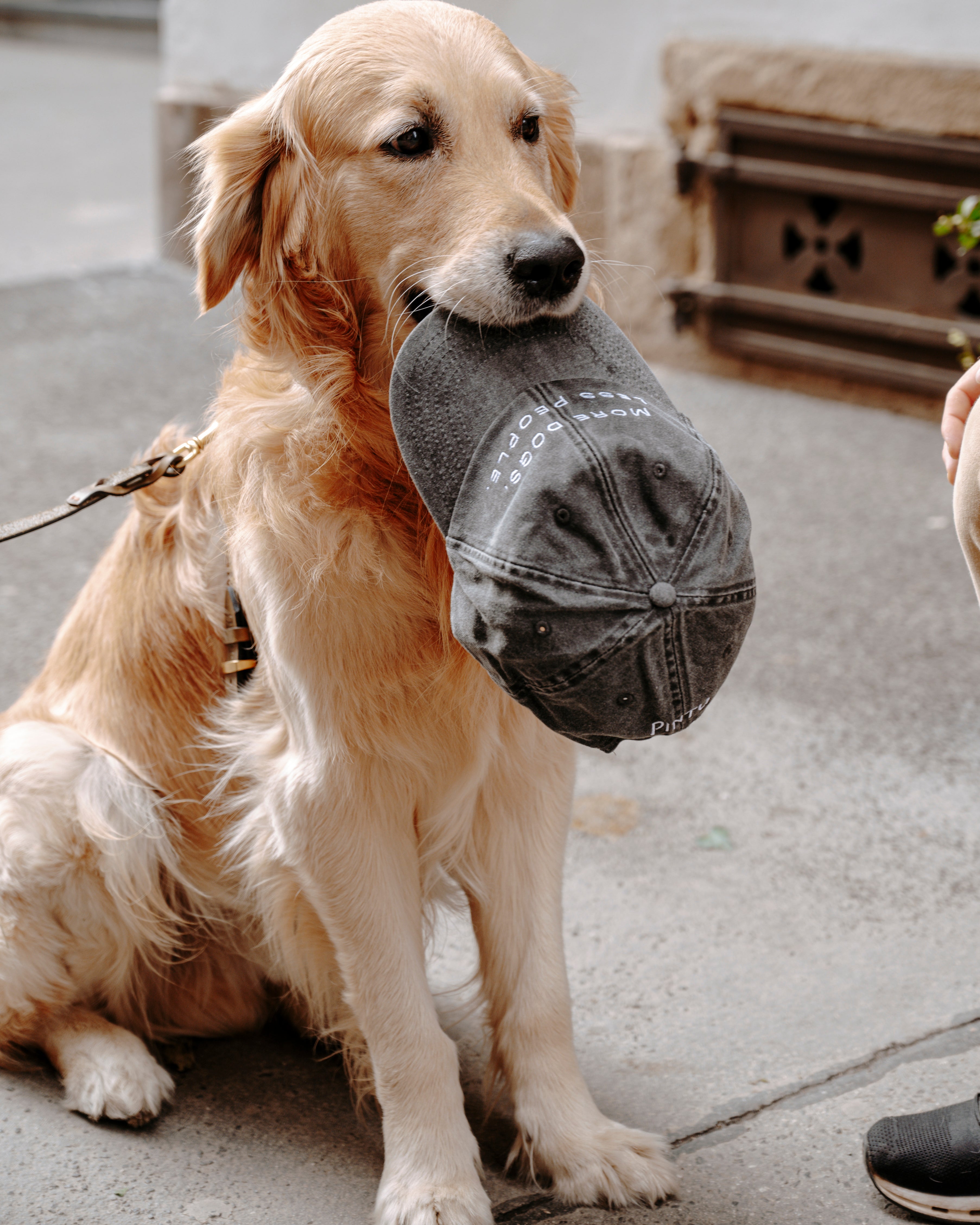 Pintu More Dogs Less People Cap