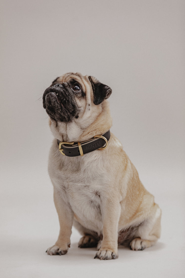 Pintu Collar Monte Black Mood