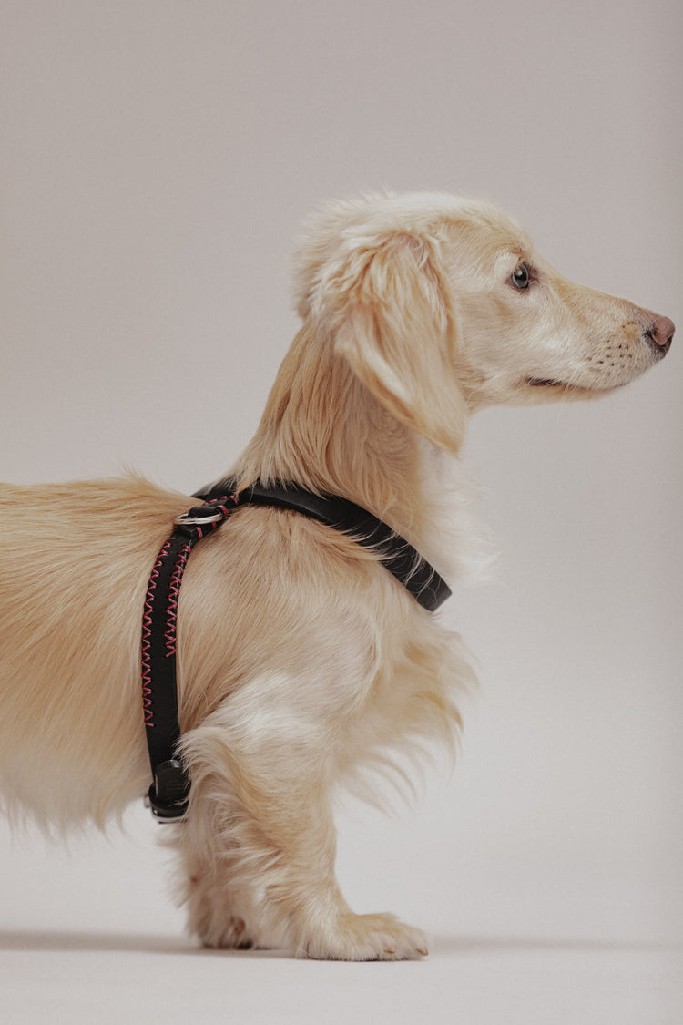 Pintu Dog Harness Flynn - Black/Bordeaux