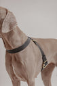 Pintu Dog Harness Flynn - Black/Taupe