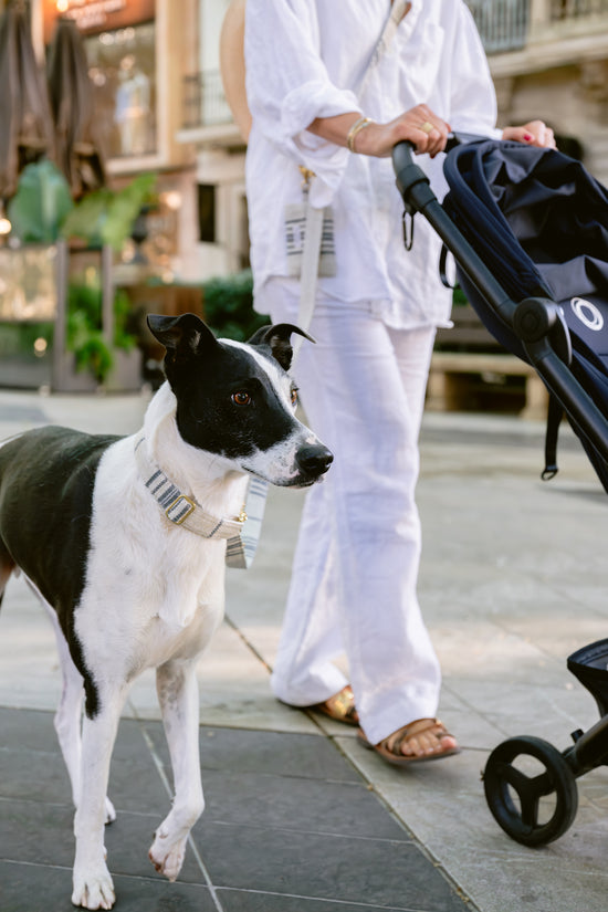 Pintu Leash & Collar Alma Blue Stripes