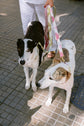 Pintu_Leash_Collar_Alma_Pistachio