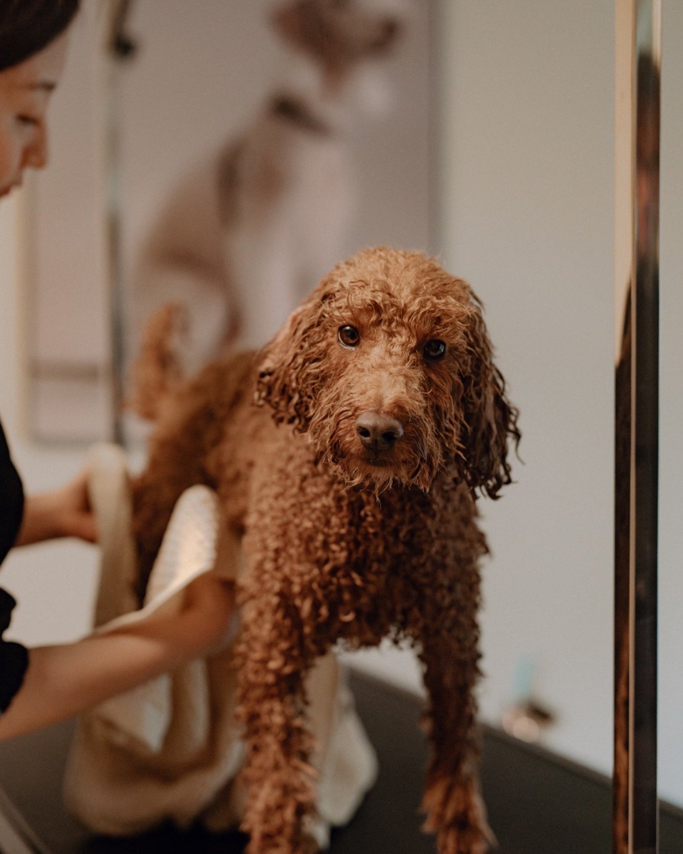 Puppy Service Munich