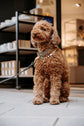 Studio 54 Dog Chain