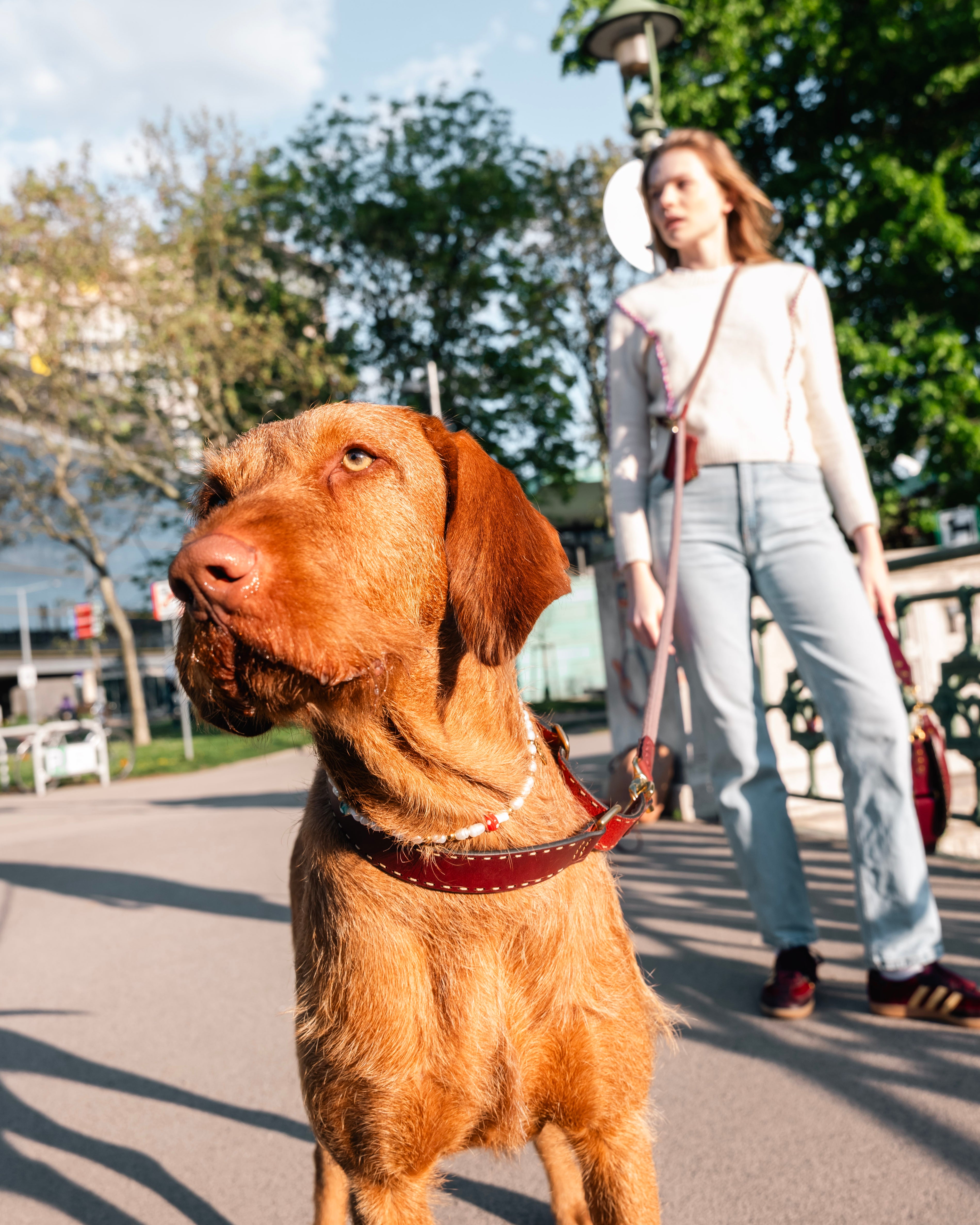 Dog Collar Bosque