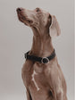 Pintu Dog Collar Bosque - Black - Stainless Steel