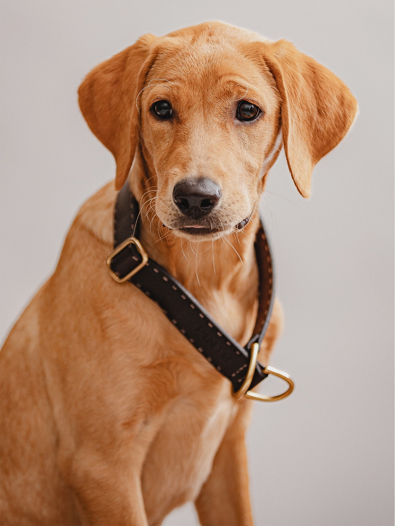 Pintu Dog Collar Bosque - Chocolate - Brass