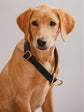 Pintu Dog Collar Bosque - Chocolate - Brass