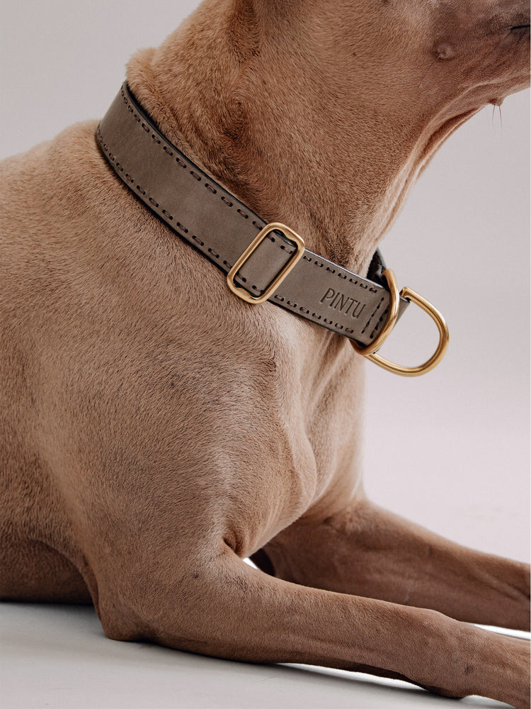 Pintu Dog Collar Bosque - Grey - Brass