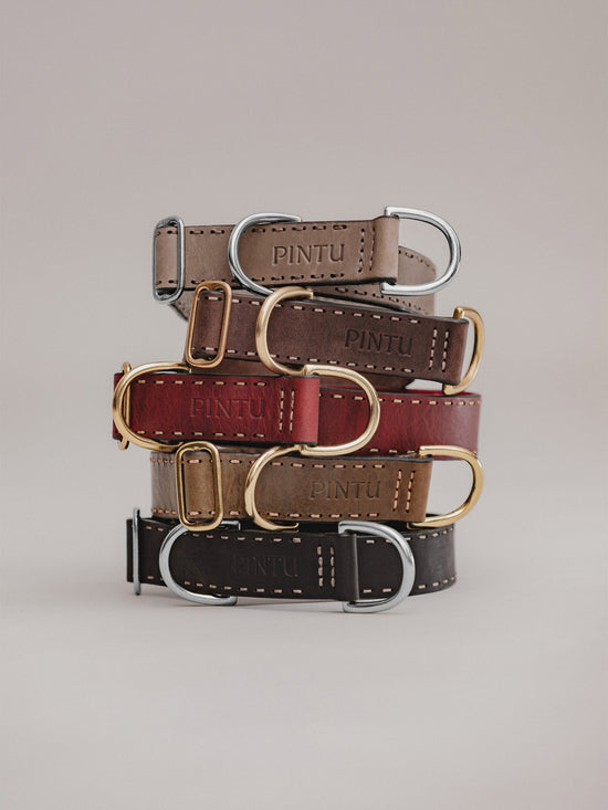 Pintu Dog Collar Bosque