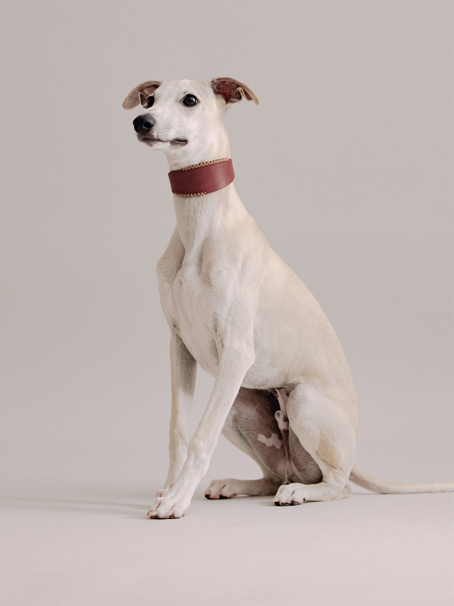 Pintu Dog Collar Viento - Cherry/Gold