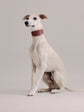 Pintu Dog Collar Viento - Cherry/Gold
