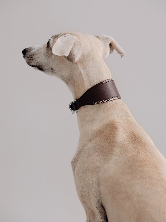 Pintu Dog Collar Viento - Chocolate/Grey - Stainless Steel