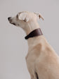 Pintu Dog Collar Viento - Chocolate/Grey - Stainless Steel
