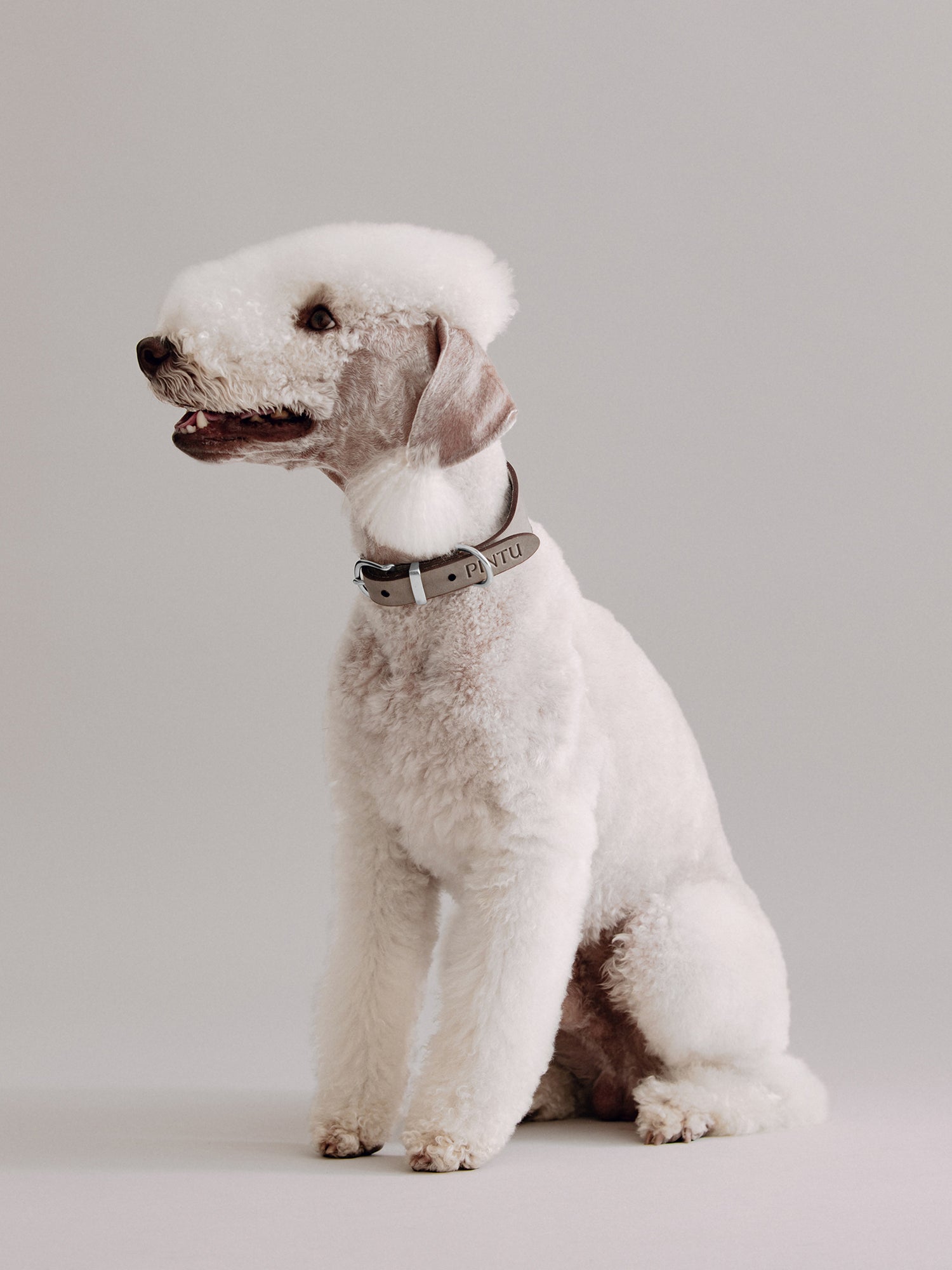 Pintu Dog Collar Viento - Grey/Taupe - Stainless Steel