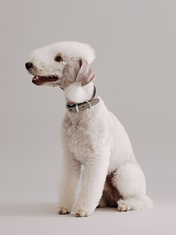 Pintu Dog Collar Viento - Grey/Taupe - Stainless Steel