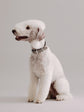 Pintu Dog Collar Viento - Grey/Taupe - Stainless Steel