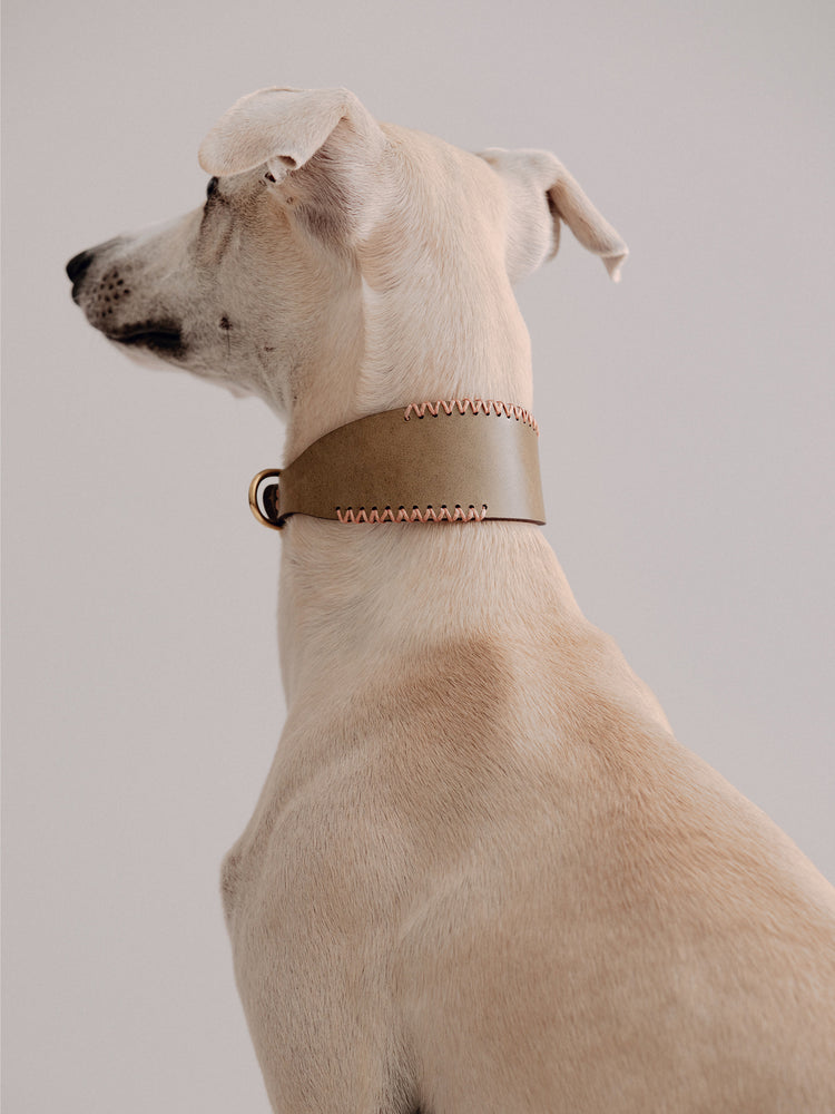 Pintu Dog Collar Viento - Olive/Coral - Brass