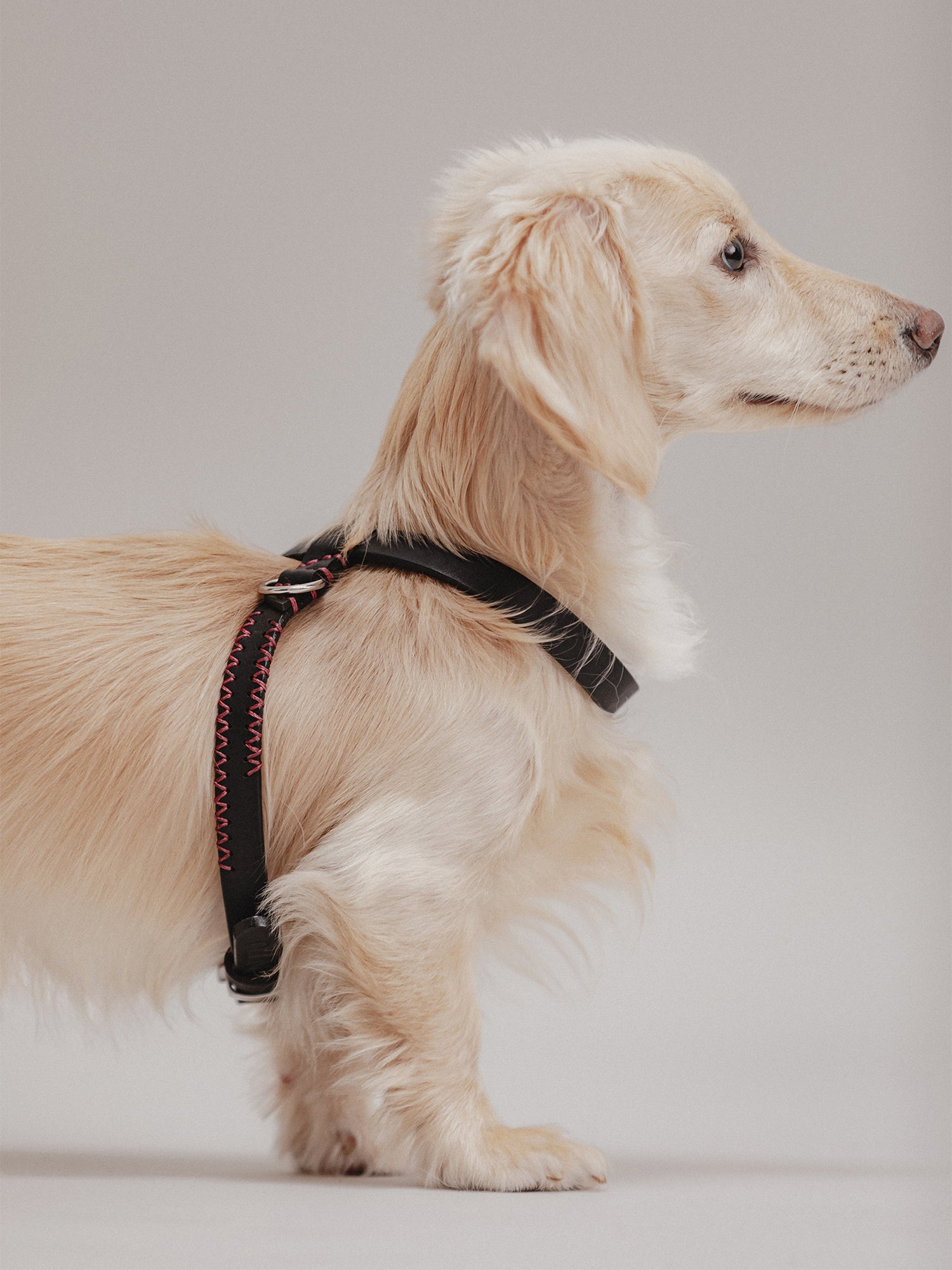 Pintu Dog Harness Flynn - Black/Bordeaux - Brass
