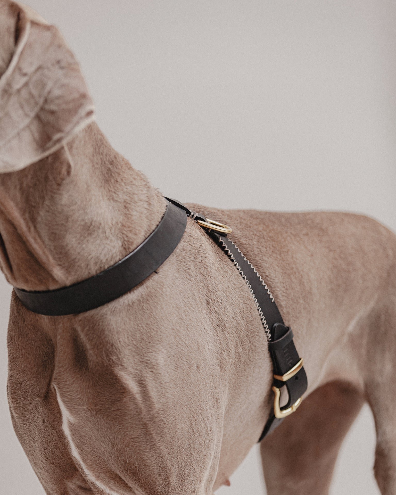 Pintu Dog Harness Flynn - Black/Taupe - Brass