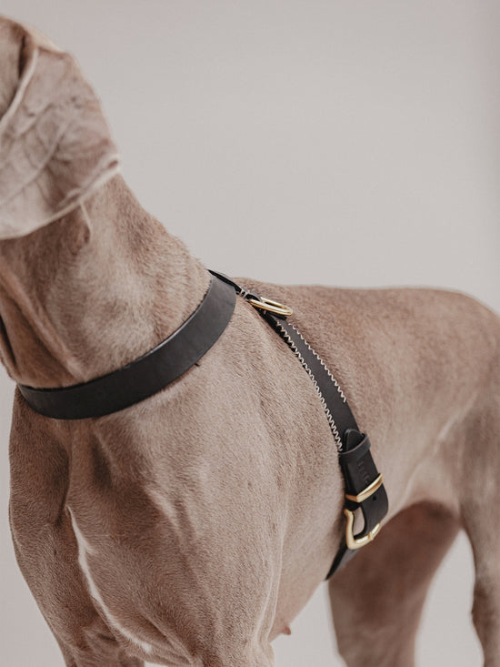 Pintu Dog Harness Flynn - Black/Taupe - Brass