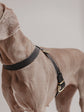 Pintu Dog Harness Flynn - Black/Taupe - Brass