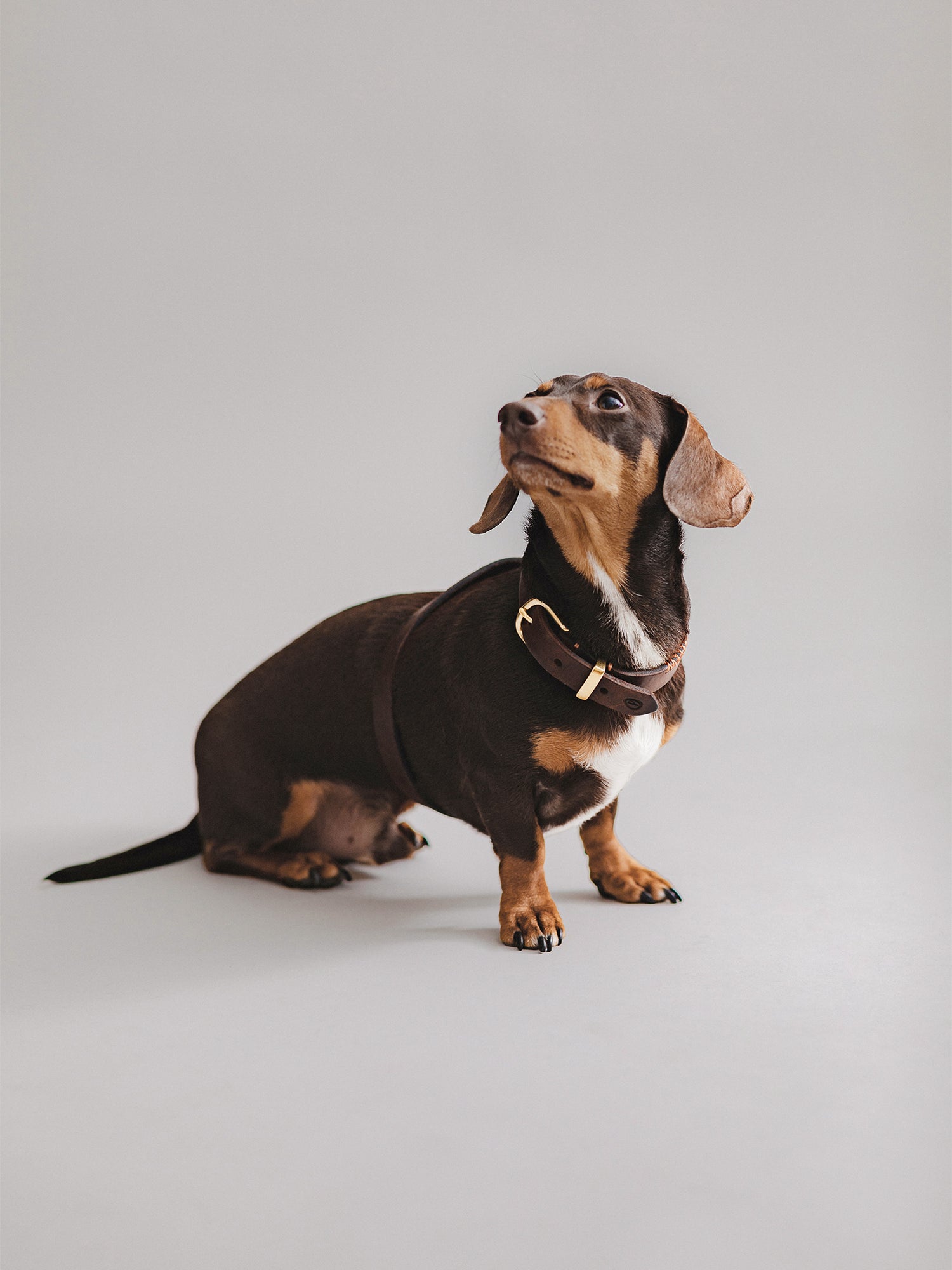 Pintu Flynn Harness - Chocolate/Orange