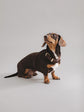 Pintu Flynn Harness - Chocolate/Orange