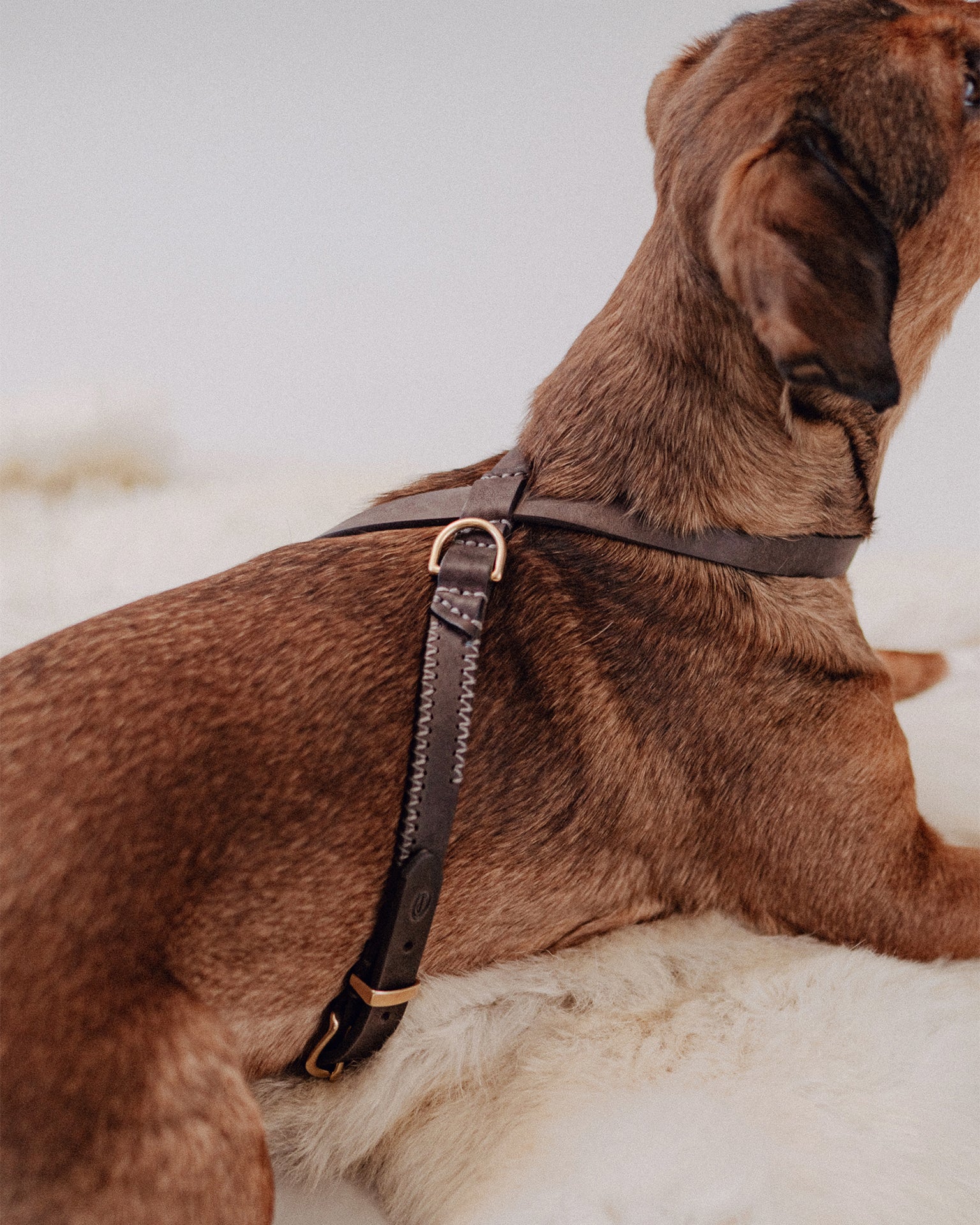 Pintu Dog Harness Flynn - Chocolate/Grey - Brass