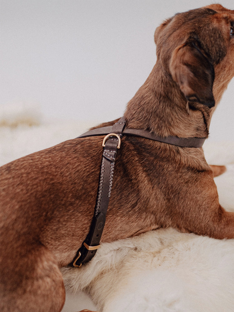Pintu Dog Harness Flynn - Chocolate/Grey - Brass