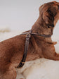 Pintu Dog Harness Flynn - Chocolate/Grey - Brass