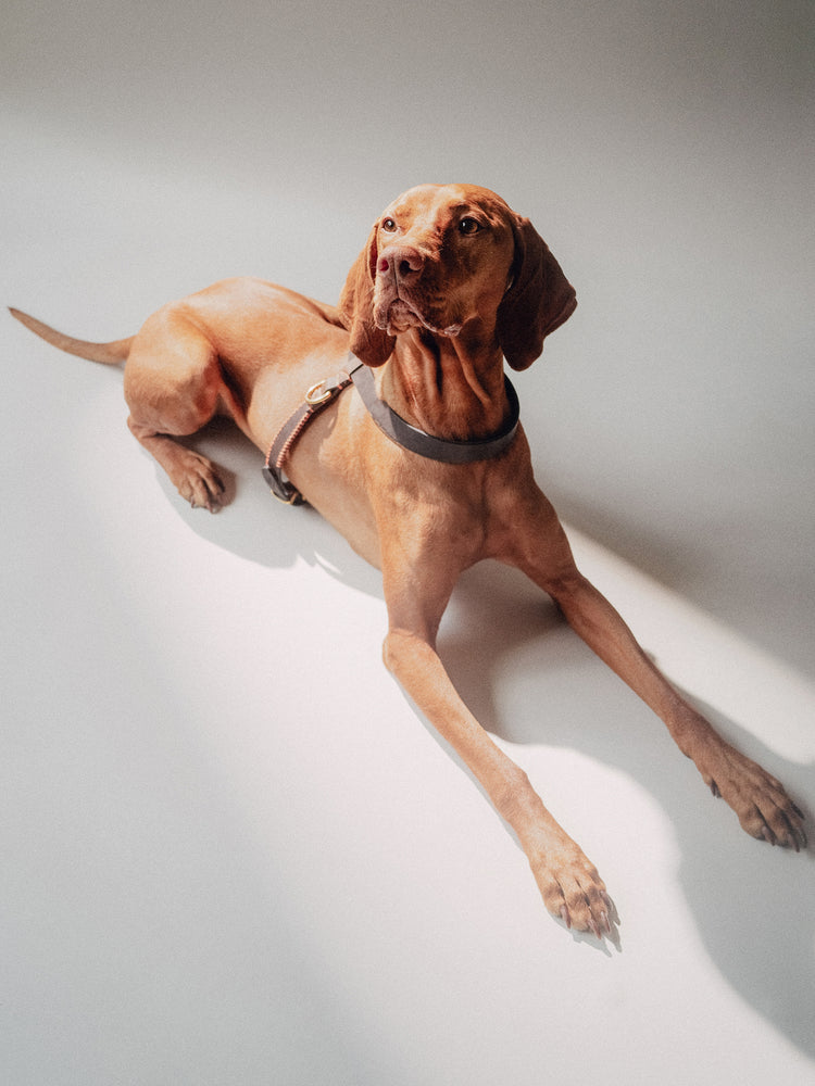 Pintu Dog Harness Flynn - Chocolate/Orange - Brass
