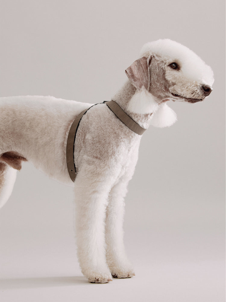 Pintu Dog Harness Flynn - Grey