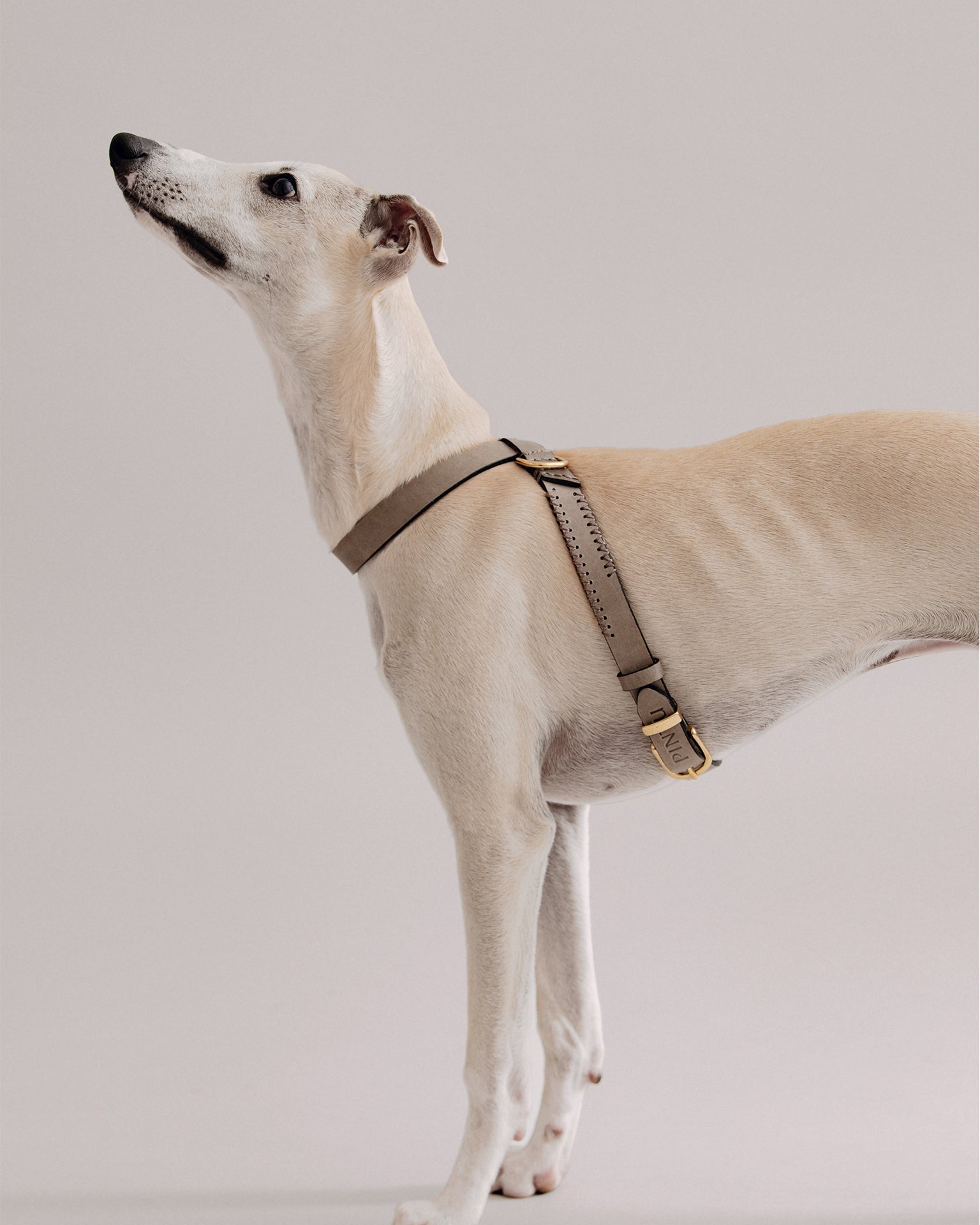 Pintu Dog Harness Flynn - Grey/Brown - Brass