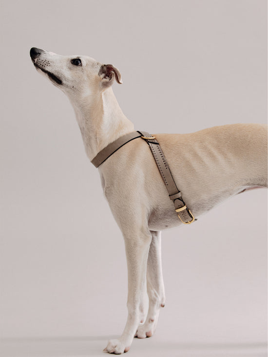 Pintu Dog Harness Flynn - Grey/Brown - Brass