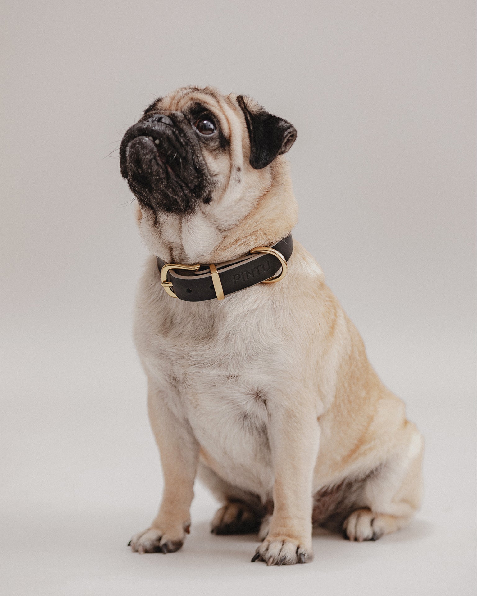 Pintu Dog Collar Monte - Black/Taupe - Brass