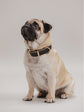 Pintu Dog Collar Monte - Black/Taupe - Brass