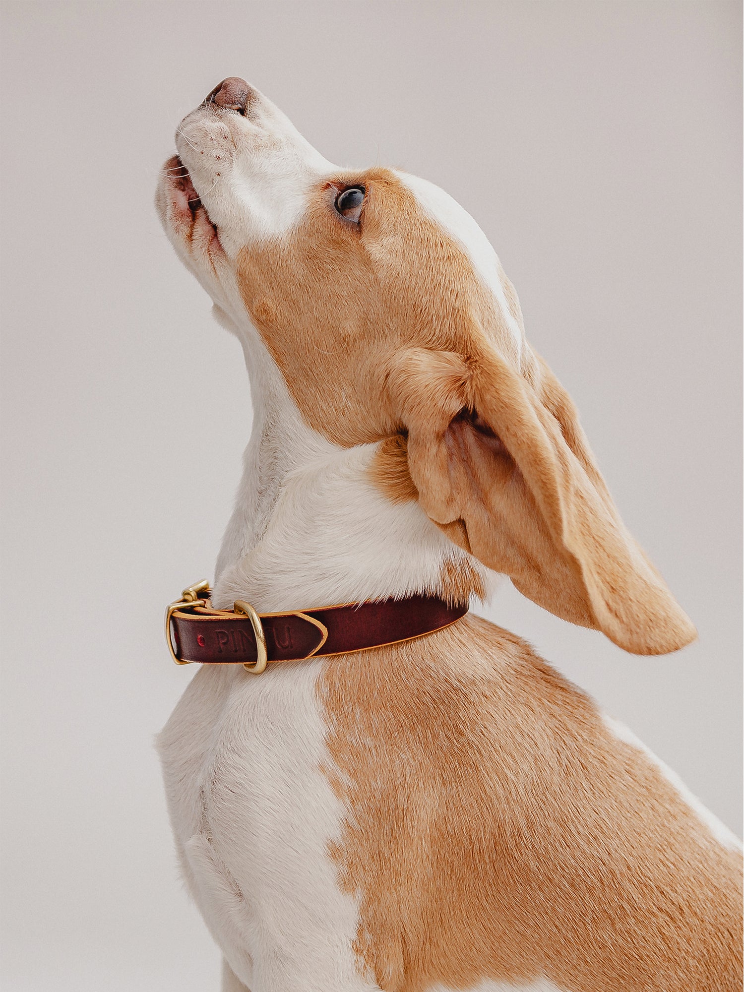 Pintu Dog Collar Monte - Cherry/Gold - Brass