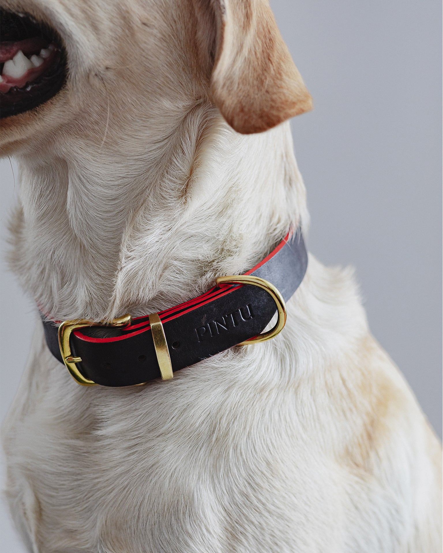 Pintu Dog Collar Monte - Chocolate/Grapefruit - Brass