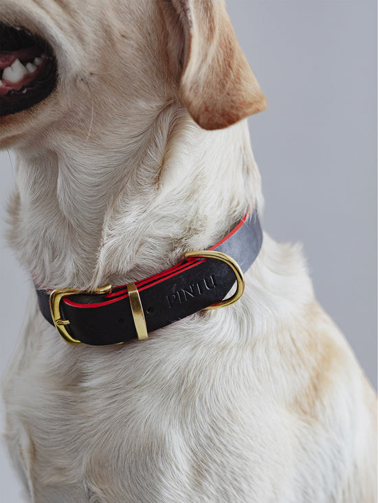 Pintu Dog Collar Monte - Chocolate/Grapefruit - Brass
