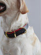 Pintu Dog Collar Monte - Chocolate/Grapefruit - Brass