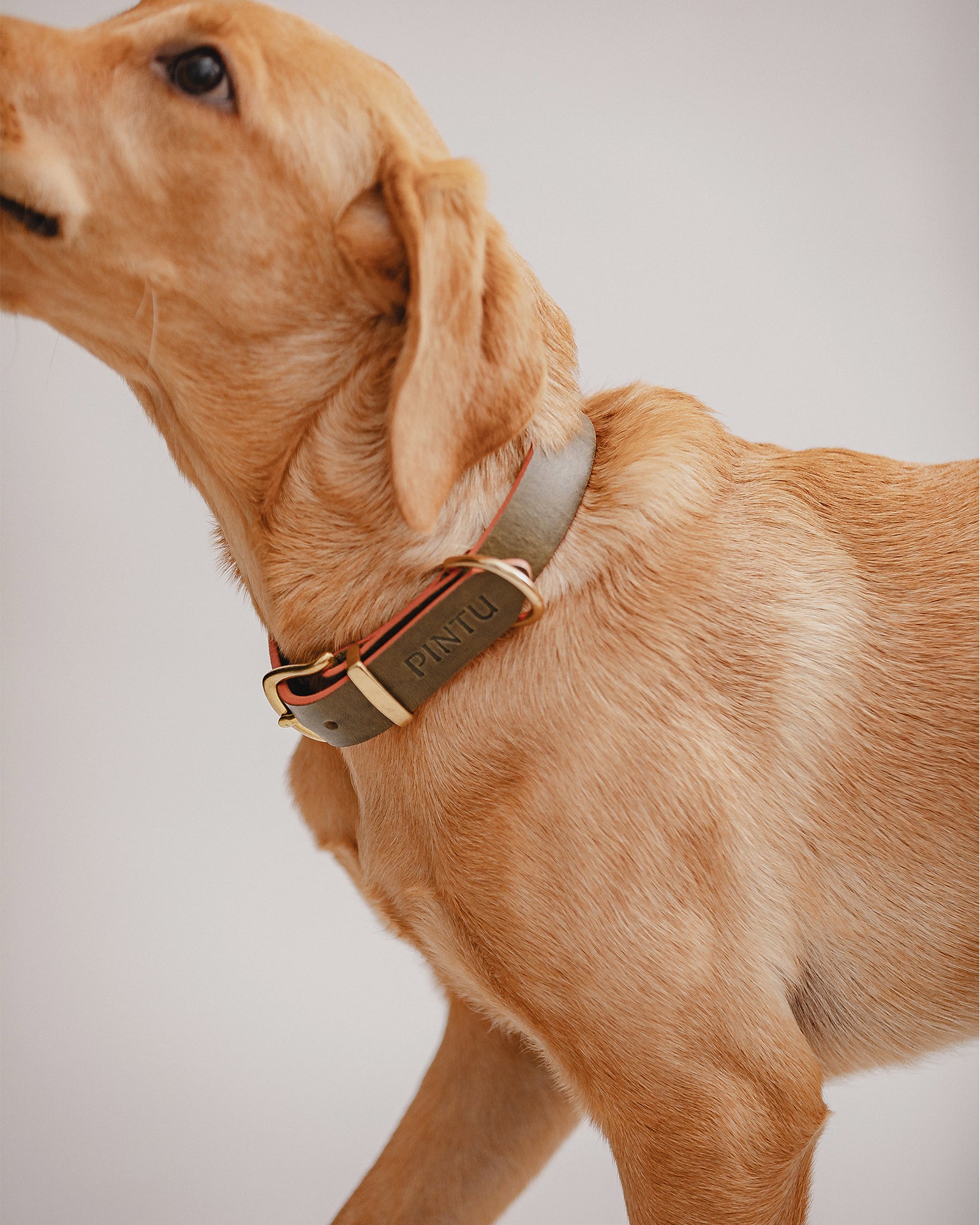 Pintu Dog Collar Monte - Olive/Dusty Orange - Brass