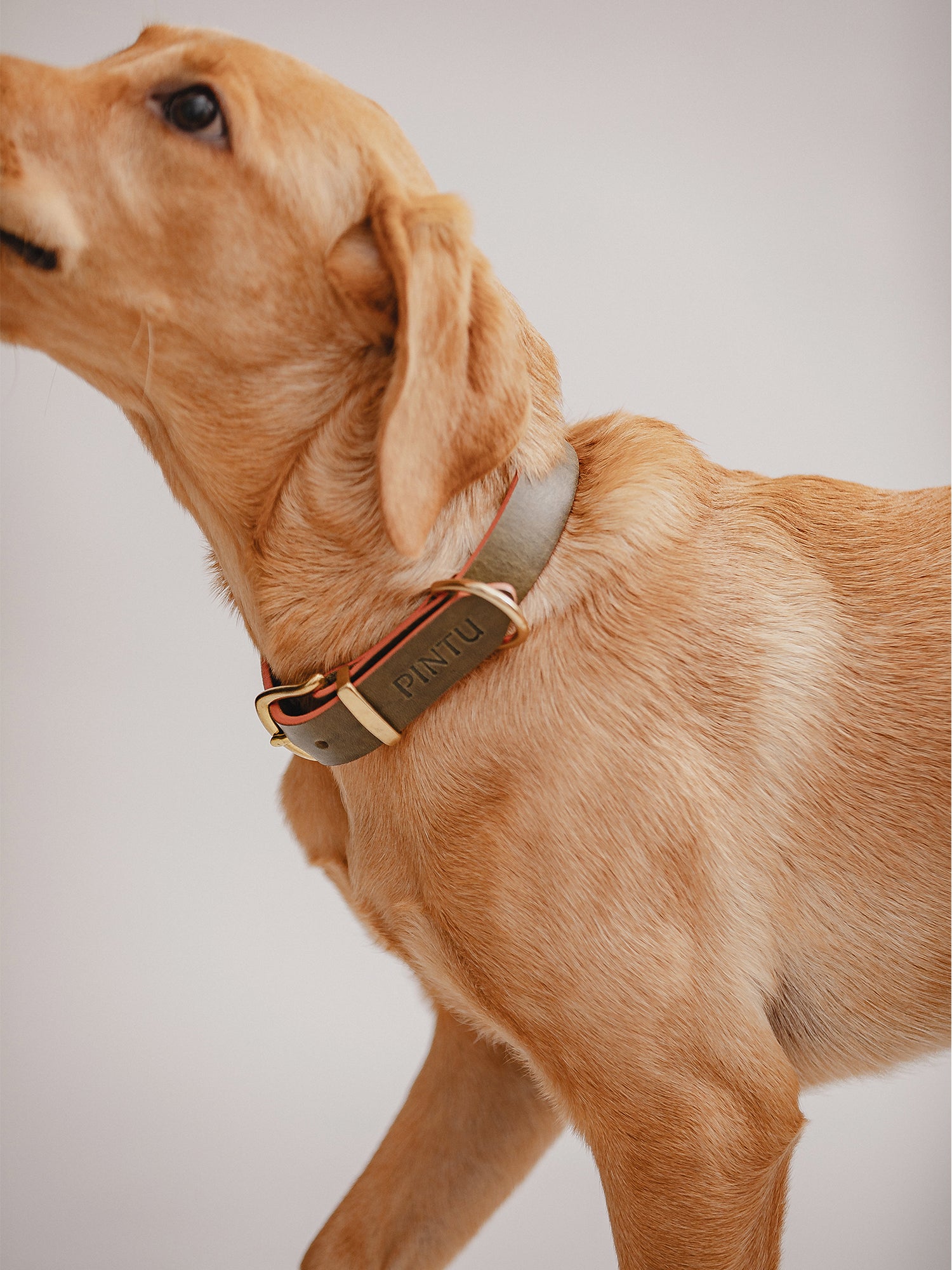 Pintu Dog Collar Monte - Olive/Dusty Orange - Brass