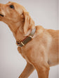 Pintu Dog Collar Monte - Olive/Dusty Orange - Brass