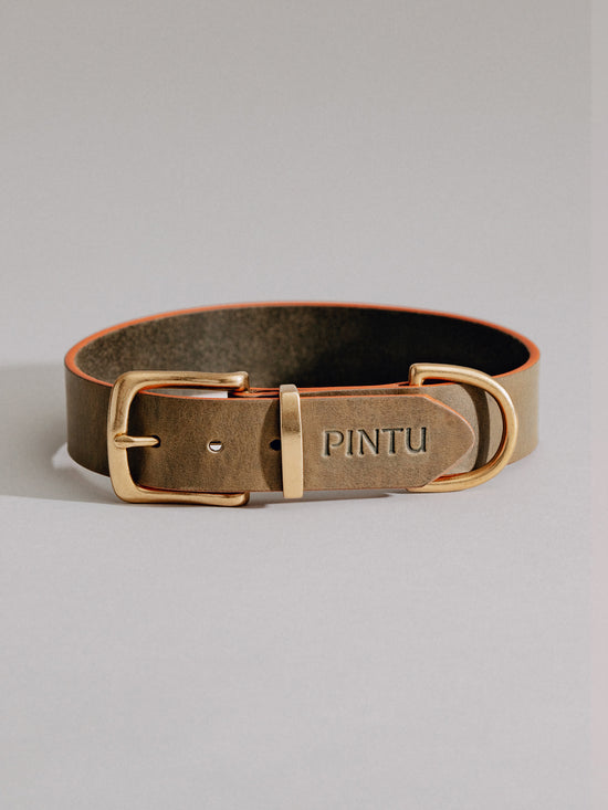 Pintu Dog Collar Monte - Olive/Dusty Orange - Brass