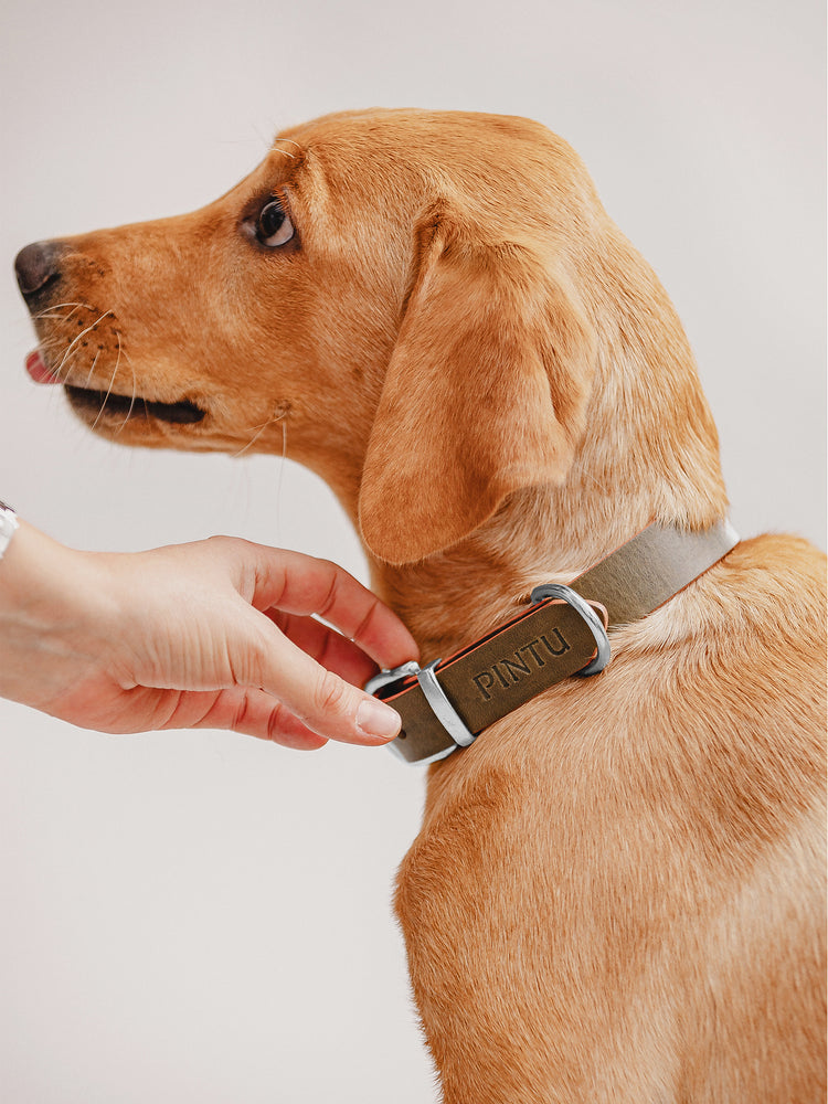 Pintu Dog Collar Monte - Olive/Dusty Orange - Stainless Steel