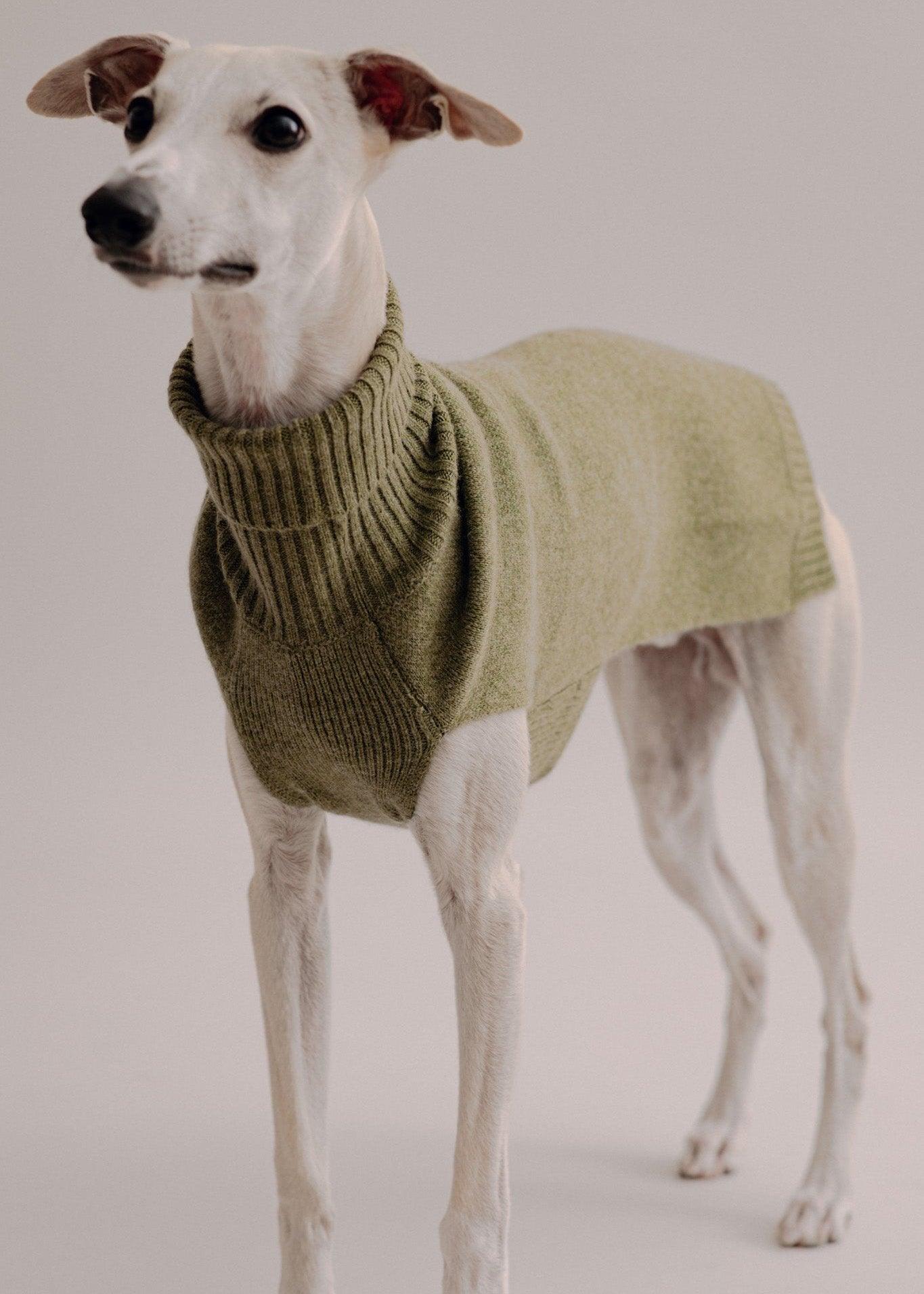 Cashmere Dog Pullover - Olive - Pintu